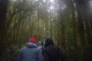 VEAC recommends linking state forests and national parks in interim report
