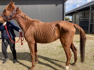 Number of animal cruelty rises across Yarra Ranges