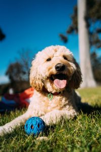 Solar high-lights at dog park