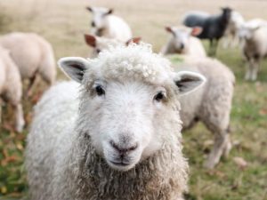Reminder to shelter livestock following severe weather