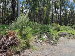 Inaction over serious weeds raises concerns