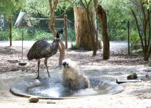 Splish, splash: Emus cool down with a bath