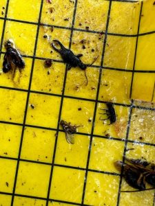 Home gardeners urged to be on alert for Queensland fruit fly