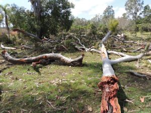 Free green waste drop-off for storm impacted residents