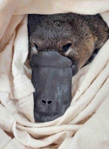 Oldest platypus in the wild detected in Monbulk Creek