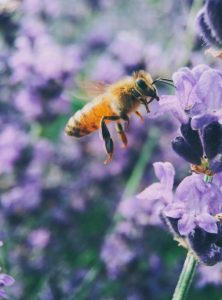 Mite night, protecting the region’s bee population