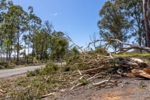 Roadside storm debris cleanup update
