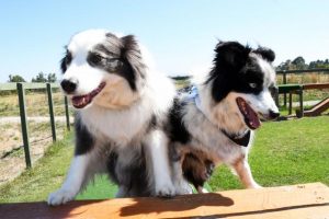 Changing location for Adventure Dog 2024