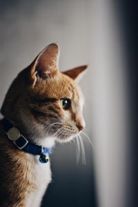 Safe Cat, Safe Wildlife webinar on Thursday