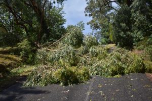 Roadside storm debris cleanup update