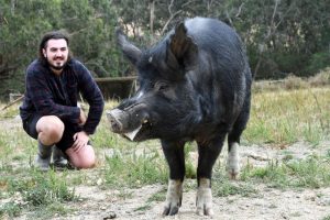 Conserving the rare oinks
