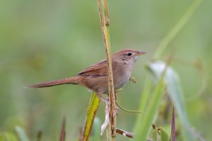 Bird watchers uncover rare flock in Victoria