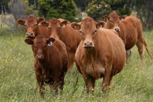 The council pushes for more funds for local farmers
