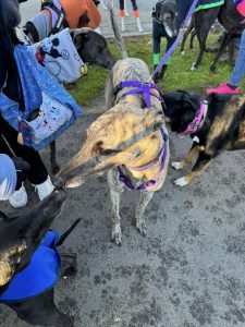 Greyhound rallies entire community