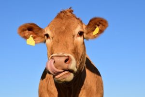 Finding the best feed for livestock this winter