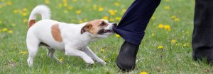 Dogs a serious concern for the beloved postie