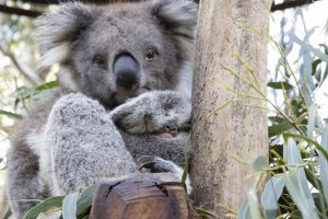 Adorable koala joey peeks out of the pouch