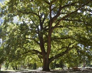 Celebrate Victoria’s treasured trees: Nominations Open for 2024 Victorian Tree of the Year
