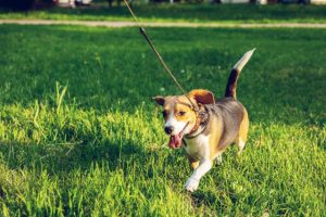 Dog owners of the Yarra Ranges have opportunity to speak up on new plan for parks