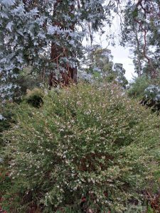 Karwarra: Jewel of the Dandenongs