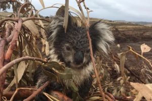 ‘The Koalas’ hits the Hills and Valley