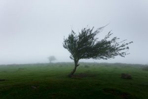Wind concerns intensify for Yarra Ranges, fallen trees expected, prepare early