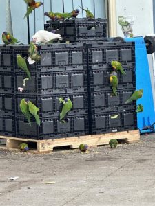 A helping hand for people and animals in the outer east