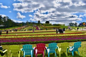 Over a million tulips on display at Silvan’s Tulip Festival