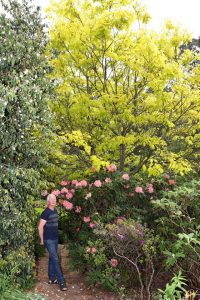 Gaythorpe Garden Olinda’s hidden gem
