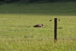 Monitoring of kangaroo harvesting called into question