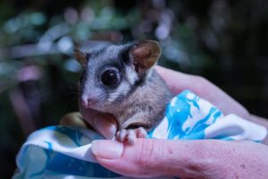 Climate-adjusted seeds stored to help save the lowland Leadbeater’s Possum