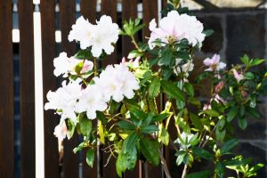 Police station garden begins to bloom