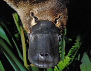 Platypuses aplenty recorded with Melbourne Water’s eDNA surveys