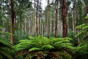Free Campsites for Victoria and the Yarra Ranges