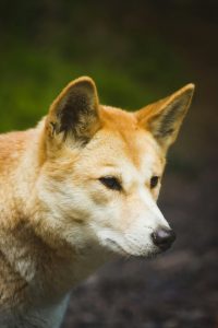 Dingo unprotection order extended in the east until 2028