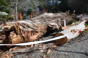 Expanded support for storm-impacted Victorian councils