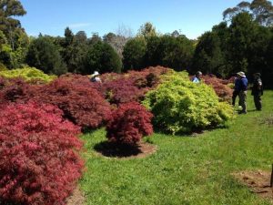 Nearly $50,000 of equipment stolen from Hoddles Creeks’ Bogle Arboretum