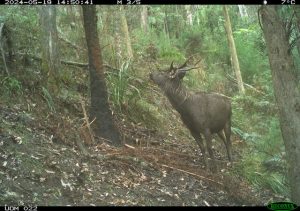 Deer management in Dandenong Ranges National Park