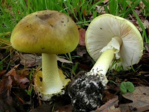 Wild mushroom danger call after elderly woman’s death