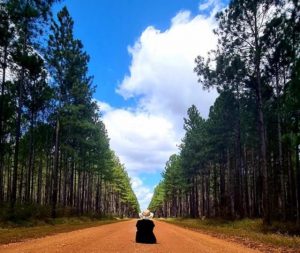 Redundant forestry workers to benefit from new ATO tax ruling
