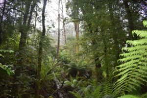 Survey points to support for new national parks