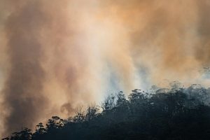 Hairpin Banskia at dire risk from more frequent and severe bushfires