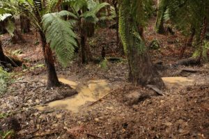 Call for feral deer law changes