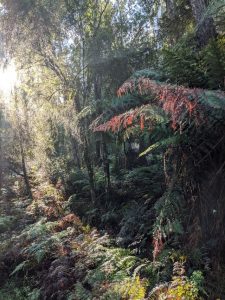 Free camping begins across Victoria