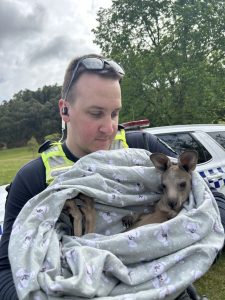 Kangaroo killing continues