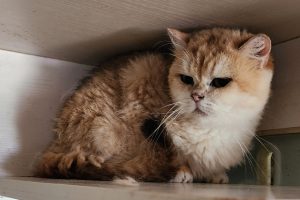 Cat breeders fined $105k