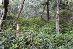 Council blackberry spraying underway in Yarra Ranges