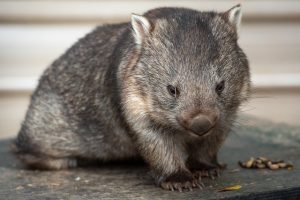 Wombats in line of fire
