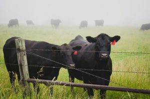 Kallista couple plead guilty to animal cruelty, both fined $2000
