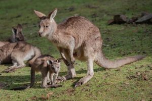Ranges’ roos get an advocate